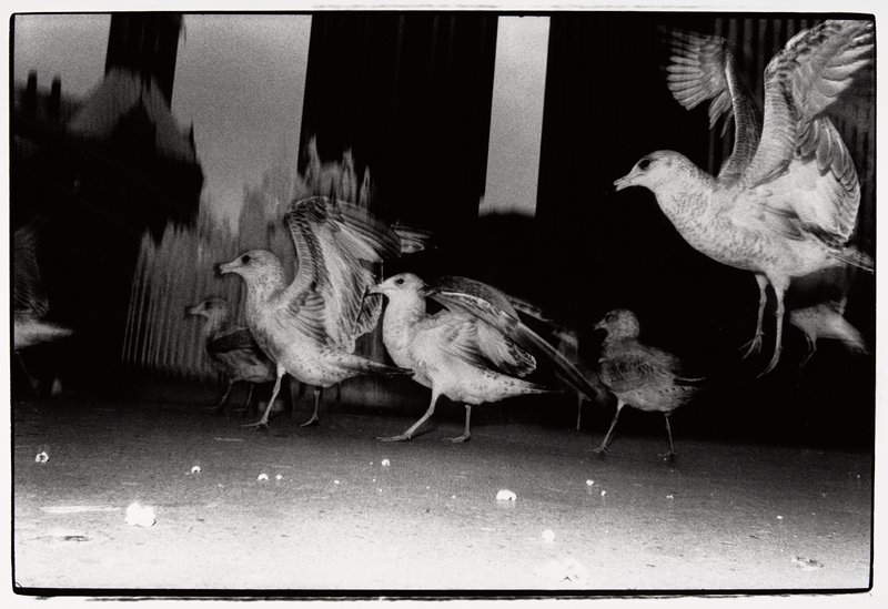 Birds, Ramon J. Muxter, 1980