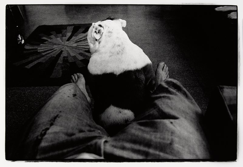 Bull Dog, Ramon J. Muxter, 1968