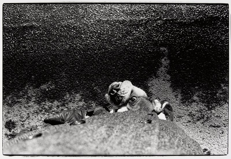 Bull Dog, Ramon J. Muxter, 1968