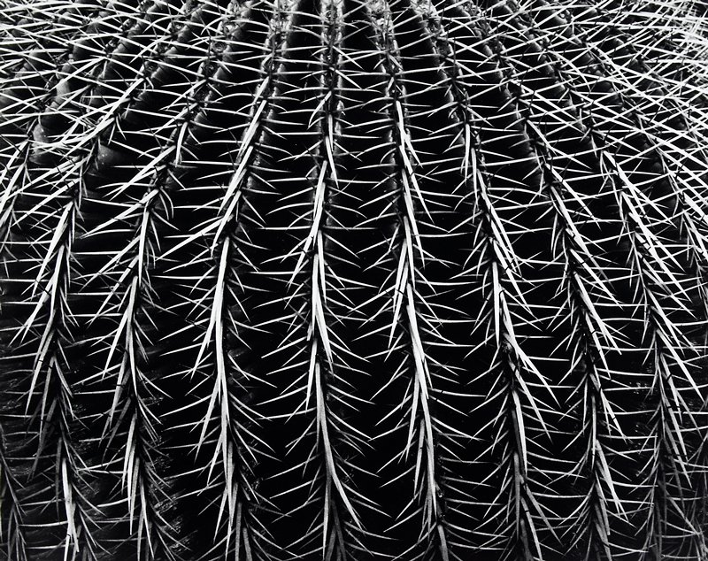 Untitled, Eugenia de Olazabal, 1984