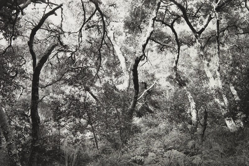 Santa Barbara, California, Lee Friedlander, 1984