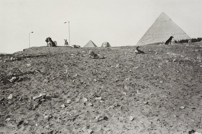 Egypt, Lee Friedlander, 1983