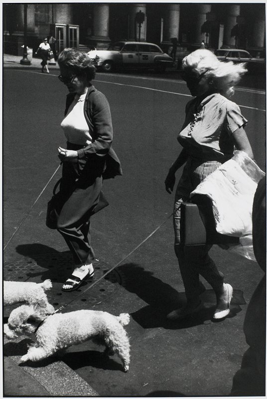 Untitled [poodles], Garry Winogrand, 1981