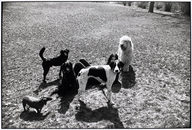 Untitled [dogs], Garry Winogrand, 1981