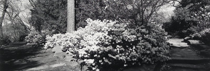 Azaleas, Woodland Park, Tulsa, Oklahoma, Frank W. Gohlke, 1981
