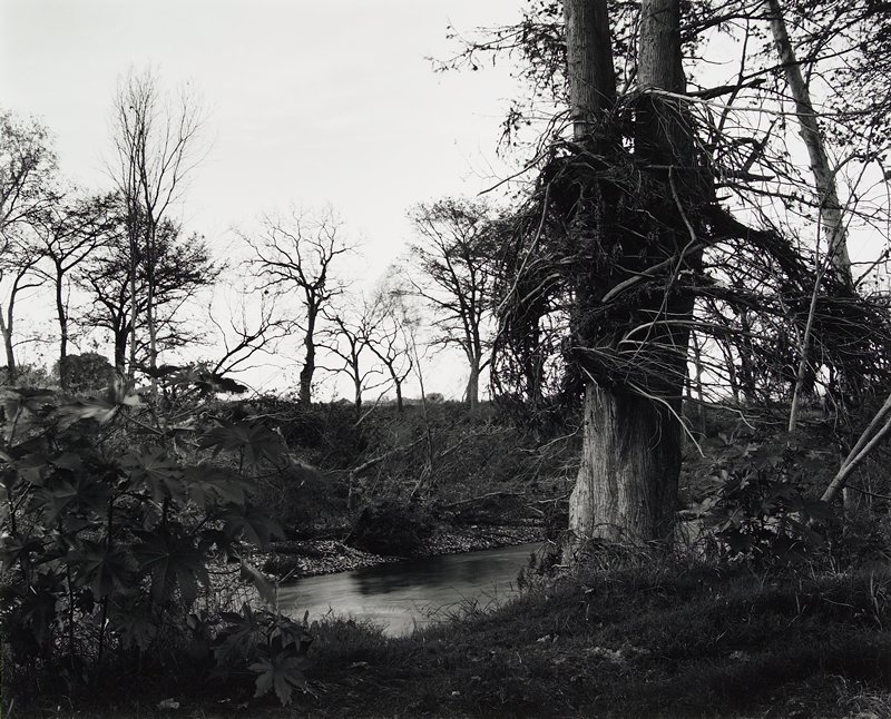 Flood Debris in Trees, Near Comfort, Texas, Frank W. Gohlke, 1978