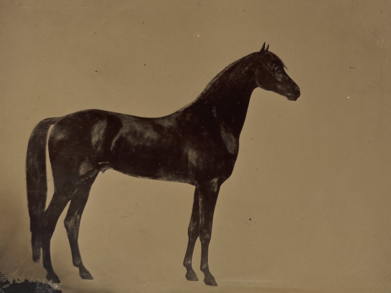 Untitled, 19th century