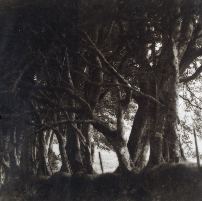 Trees, Dartmoor, England, Lynn Geesaman, 1991