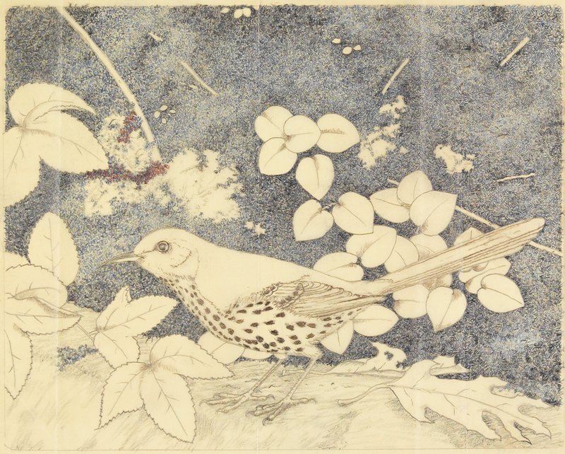 Brown Thrasher, Maurice R. Bebb, 1968