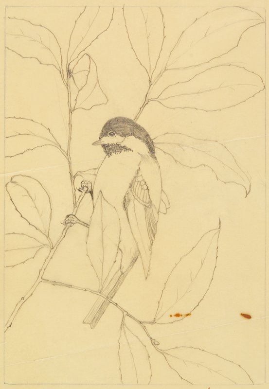 Chickadee, Maurice R. Bebb, c. 1968