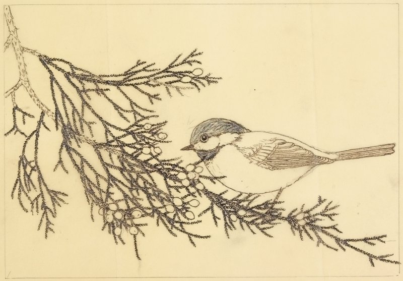 Black-capped Chickadee, Maurice R. Bebb, 1968