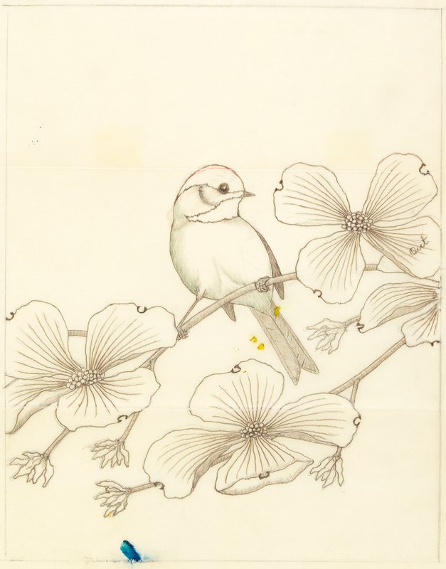 Chickadee, Maurice R. Bebb, c. 1968