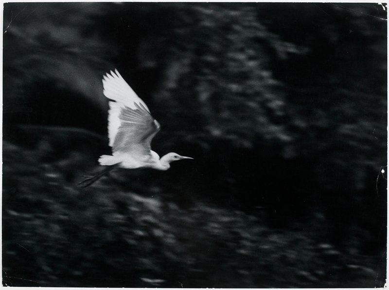 Egret in Flight, Africa, W. Eugene Smith, 1954