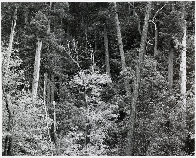 Smith River, California, Michael A. Smith, 1979