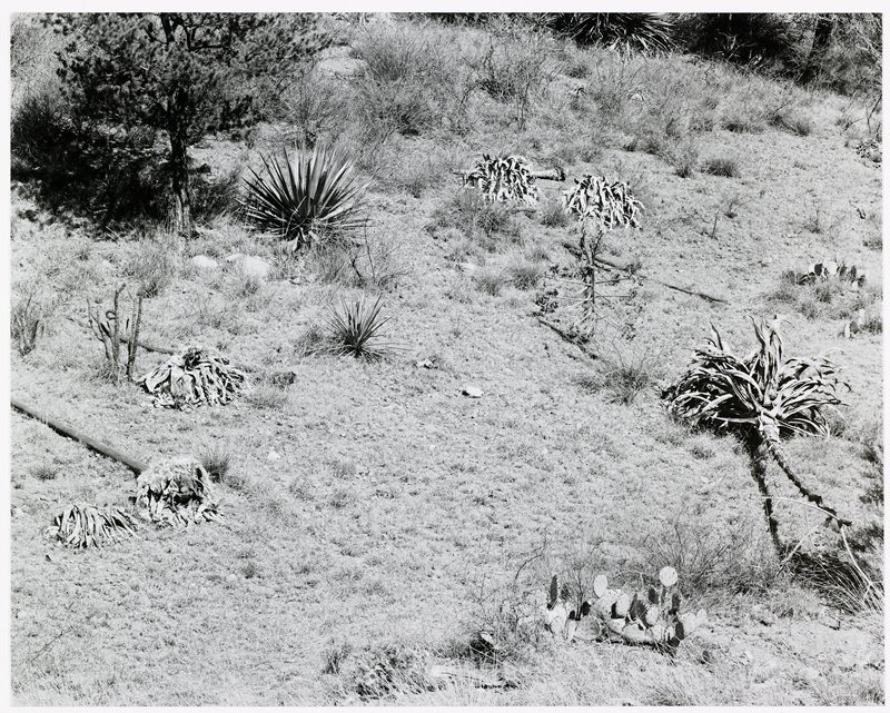 Chiricahua, Arizona, Michael A. Smith, 1979