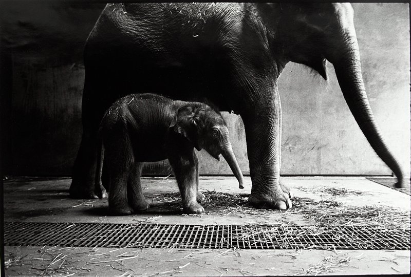 Patty and Astor, Sylvia Plachy, 1981