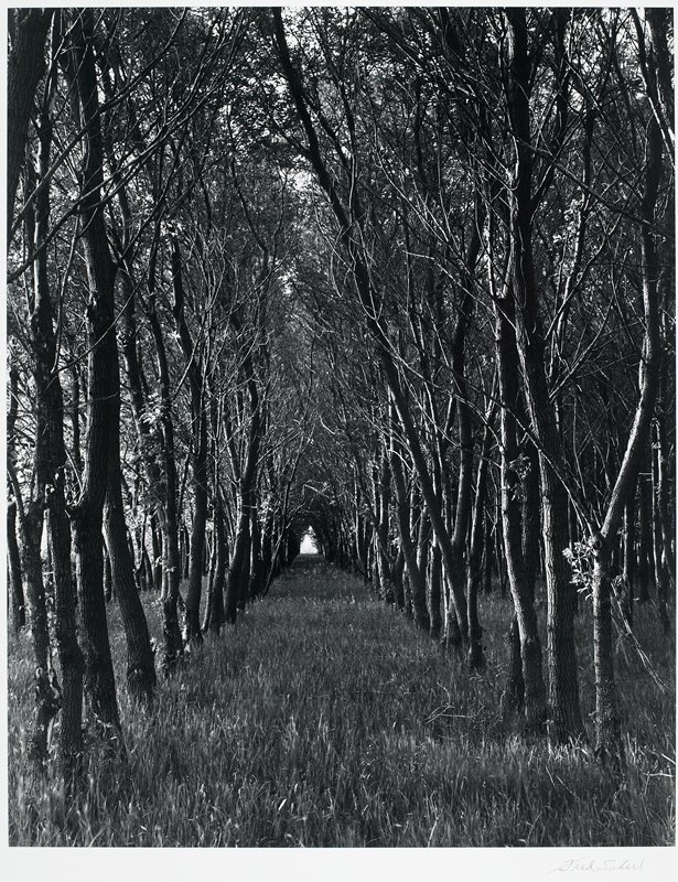 Box Elder Grove, Clay County, Minnesota, Frederick B. Scheel, 1961