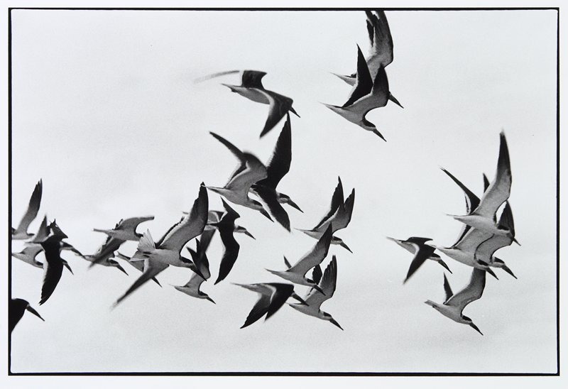 Skimmers, Vero Beach, Florida, Frederick B. Scheel, 1987