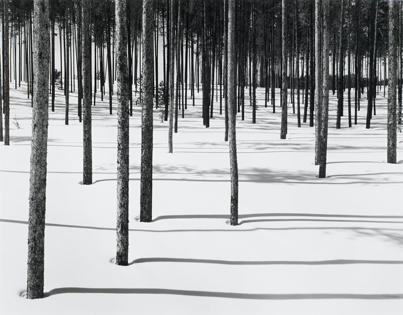 Lodgepoles in the Snow, Idaho, Frederick B. Scheel, 1976