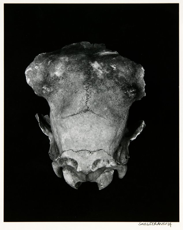 Skull, James M. Sahlstrand, 1964