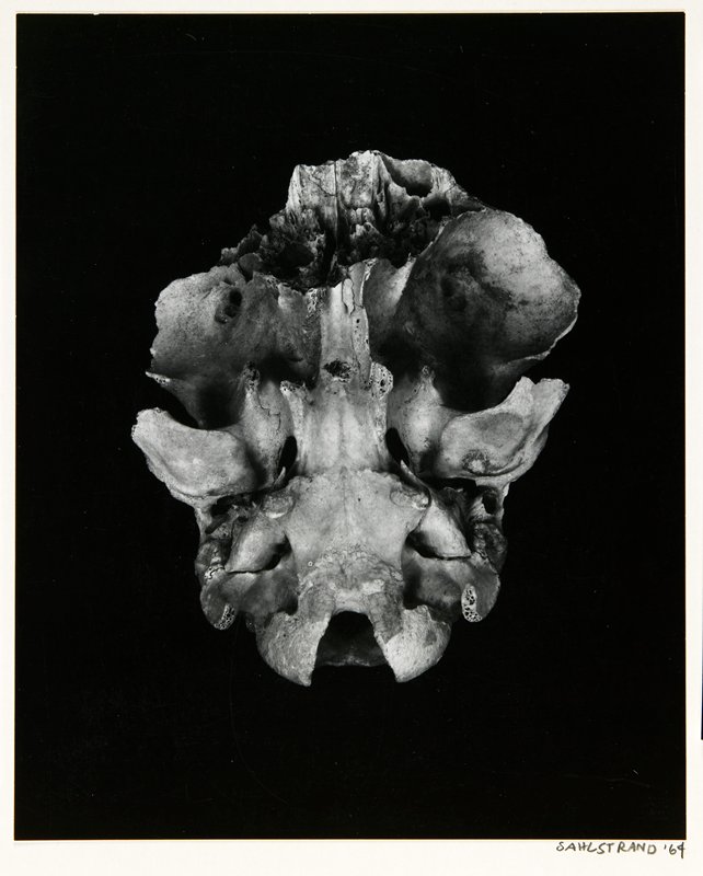 Skull, James M. Sahlstrand, 1964