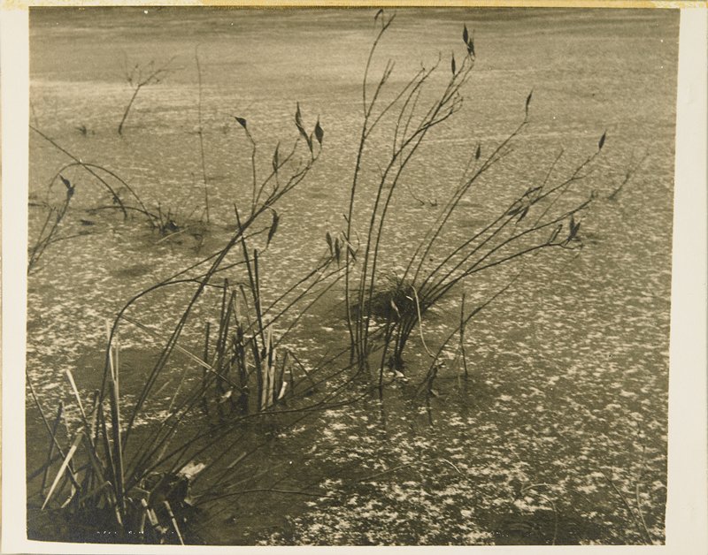 Untitled, Shindo T.K, c. 1920