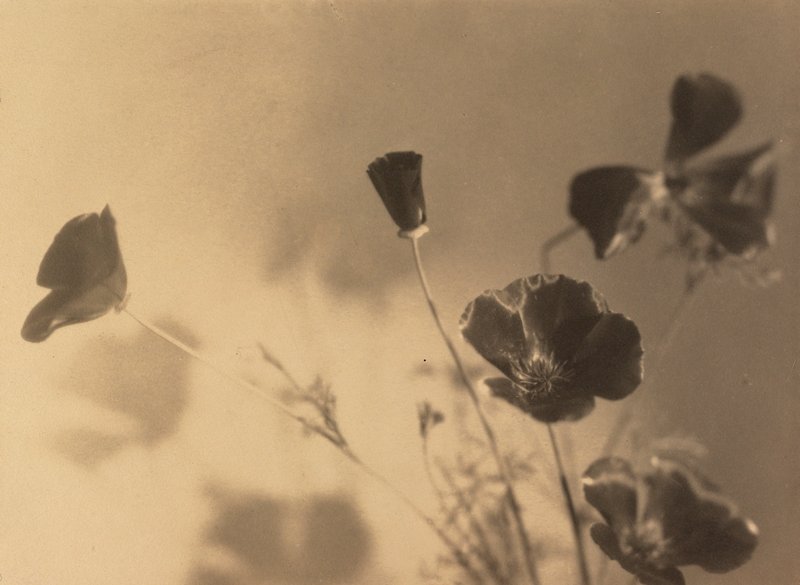 Poppies, Ella McBride, c. 1924