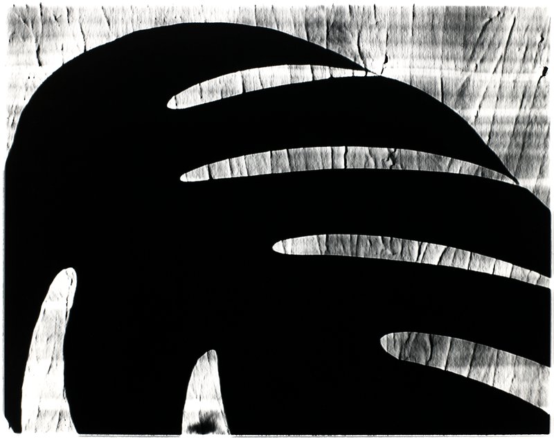 Streetlamp Distortion and Plant Shadow, No. 1, Rochester, New York, Robert Wright, 1977