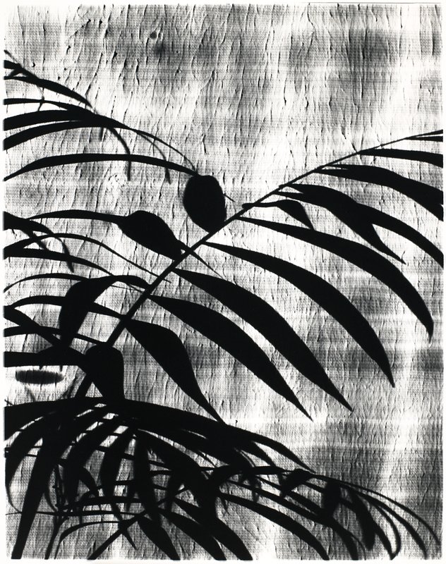 Streetlamp Distortion and Plant Shadow, No. 2, Rochester, New York, Robert Wright, 1977