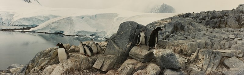 Gentoo Penguins, Antarctic Peninsula, Stuart D. Klipper, 1987