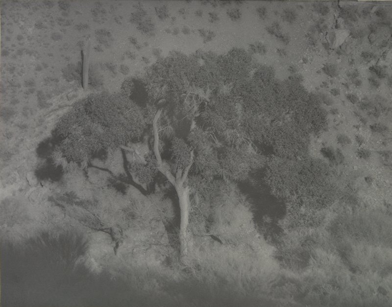 Untitled [tree], Forman G. Hanna, 20th century