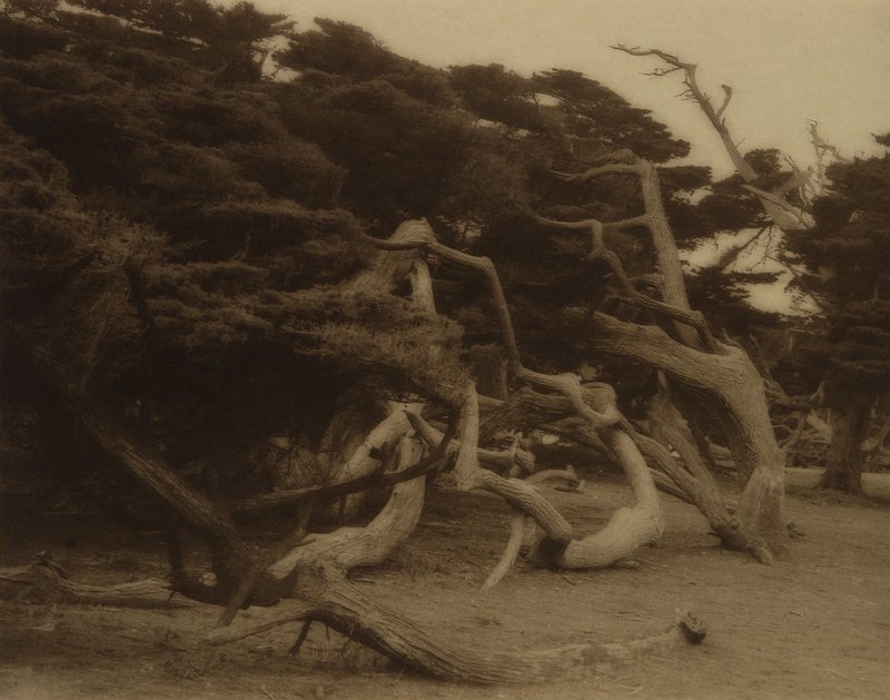 Cypress Trees, Monterey, California, Forman G. Hanna, 20th century