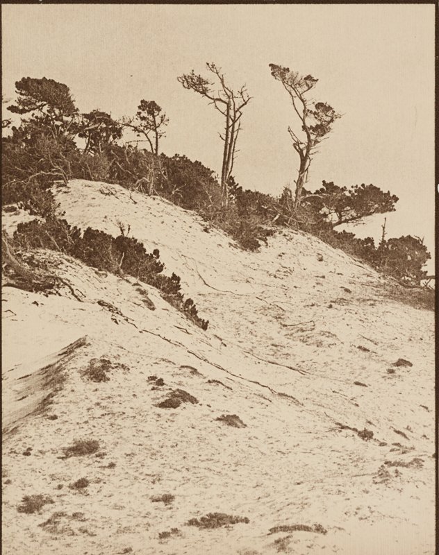 Japonica, Sigismund Blumann, 20th century