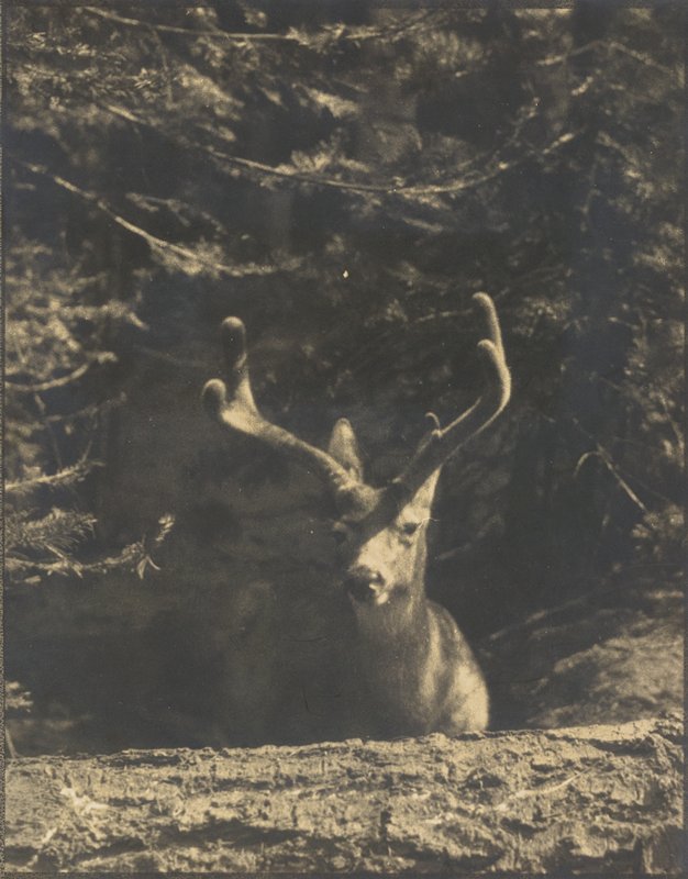 California Mule Deer, Sigismund Blumann, 20th century