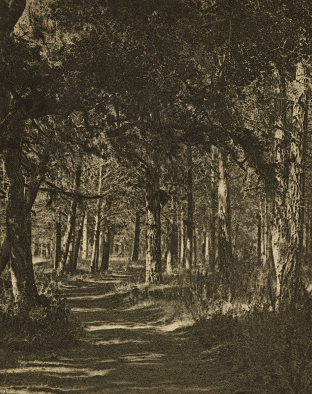 The Groined Arches of the Woods, Sigismund Blumann, c. 1926
