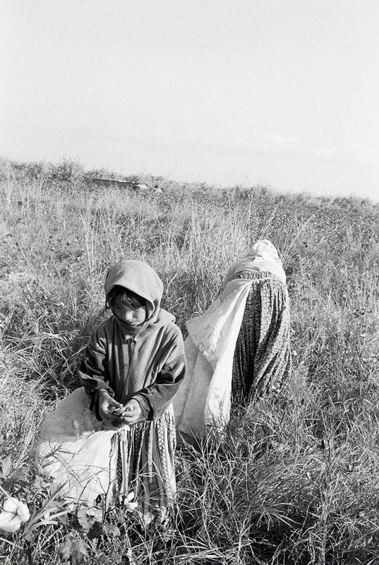 Cotton Fields, Turkey, David Parker, 1997