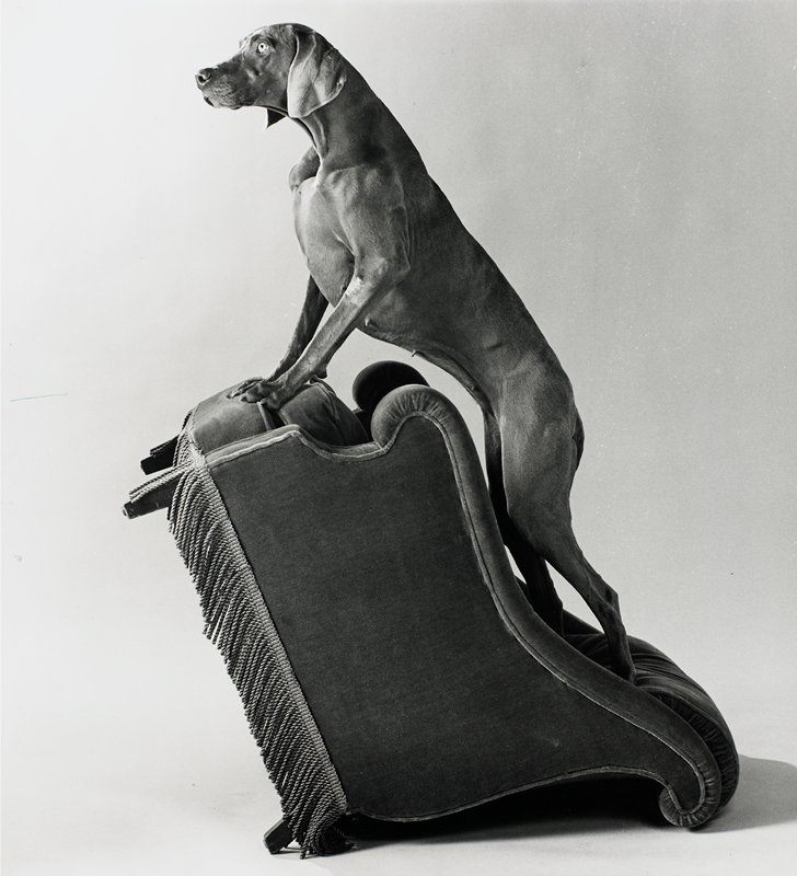 Armed Chair, William Wegman, 1991