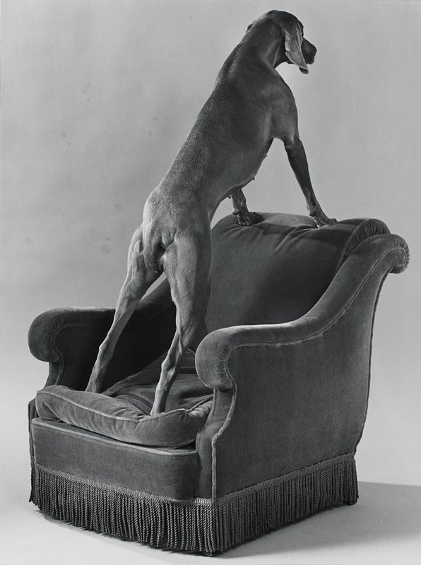 Armed Chair, William Wegman, 1991