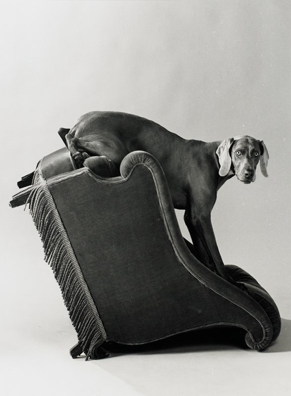 Armed Chair, William Wegman, 1991