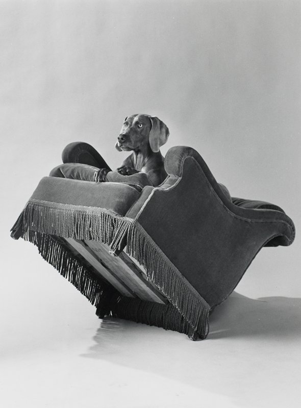 Armed Chair, William Wegman, 1991