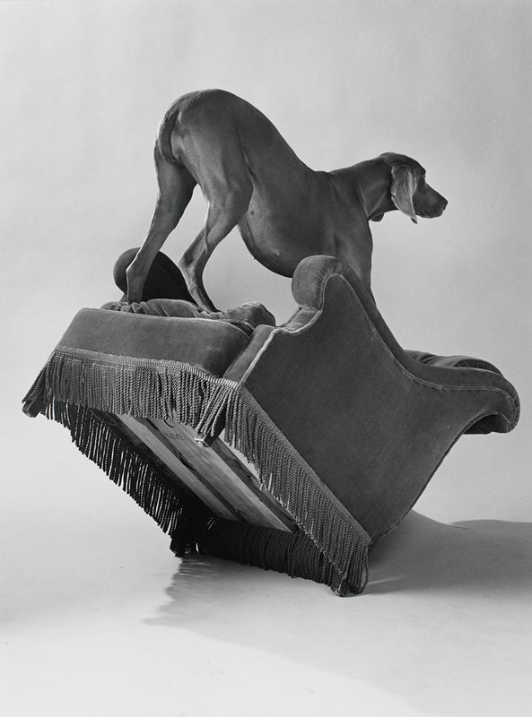 Armed Chair, William Wegman, 1991