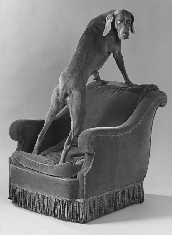 Armed Chair, William Wegman, 1991