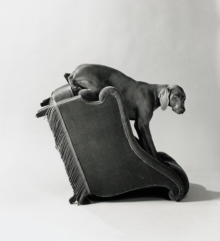 Armed Chair, William Wegman, 1991