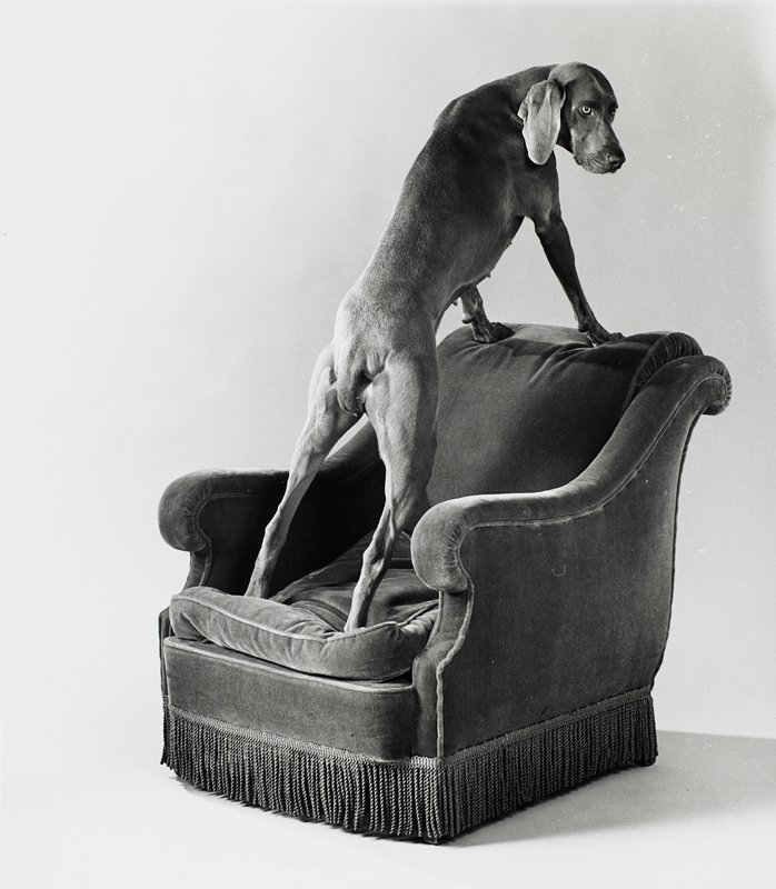 Armed Chair, William Wegman, 1991