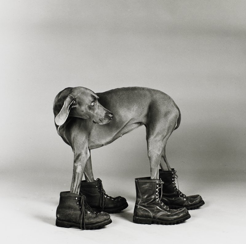 Untitled [dog wearing boots], William Wegman, 20th century