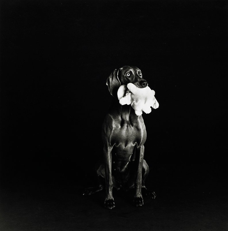 Untitled [dog with a toy in its mouth], William Wegman, 20th century