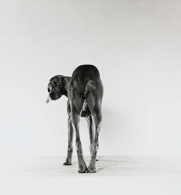 Untitled [rear of dog looking over its PL shoulder], William Wegman, 20th century