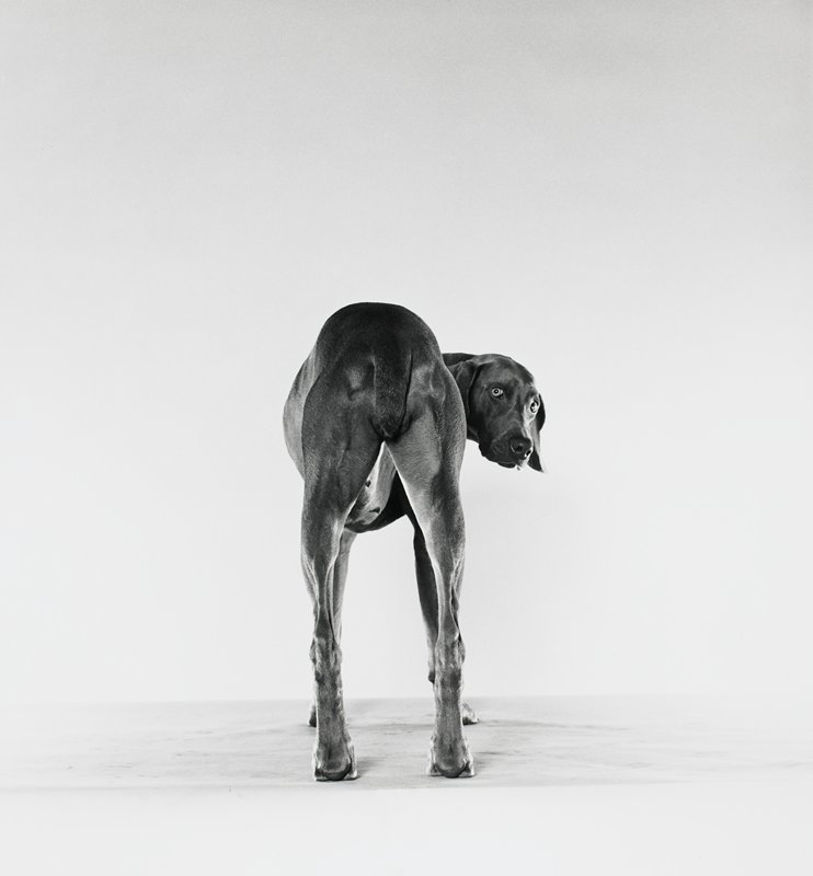 Untitled [rear of dog looking over its PR shoulder], William Wegman, 20th century