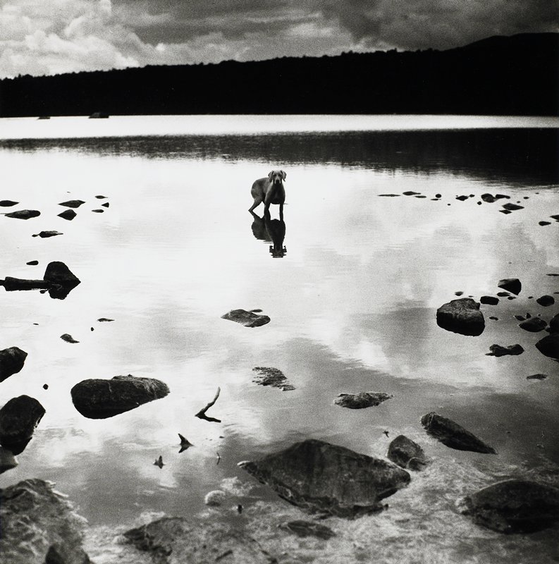Untitled [dog in lake], William Wegman, 20th century