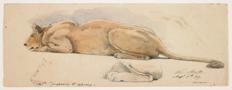 A Lioness Preparing to Spring, William Strutt, August 8, 1889